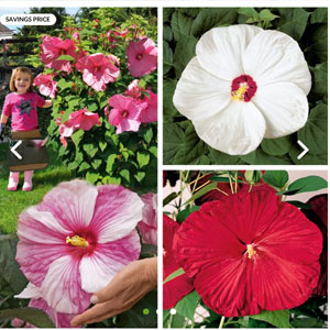 Get Giant Perennial Hibiscus 